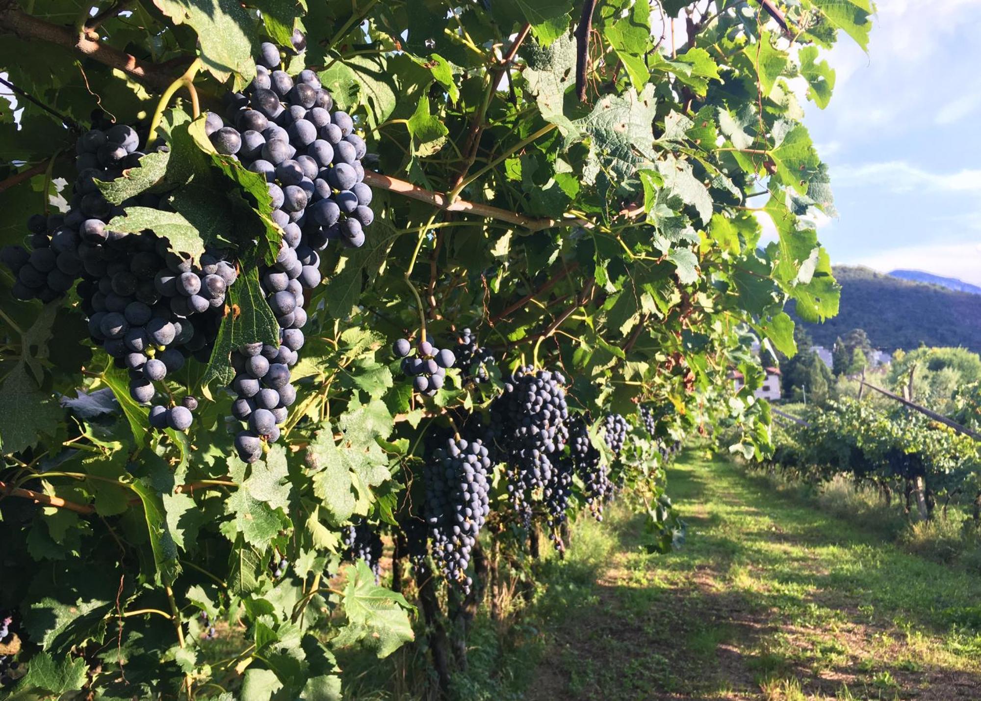 8 Grappoli Agritur Villa Trento Luaran gambar